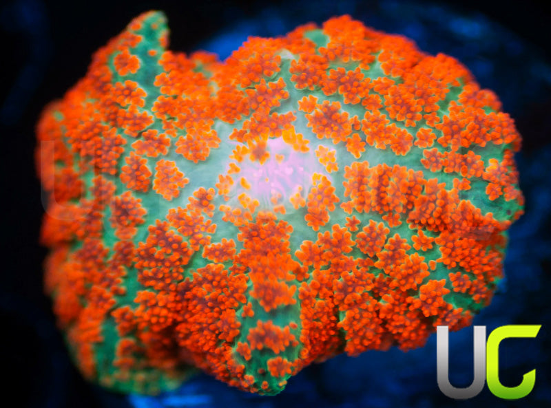 UC Flaming Jade Mushroom
