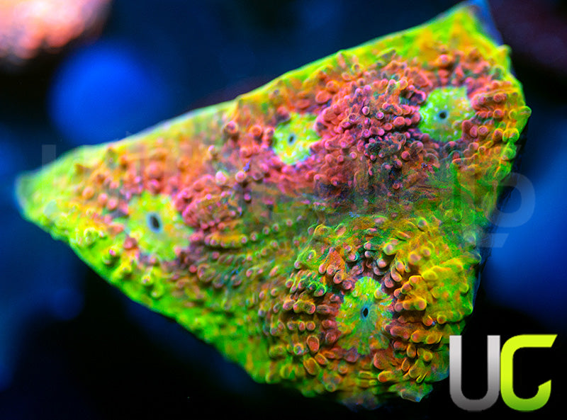 Ultra Watermelon Chalice