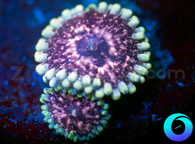 CB Pink Hallucination