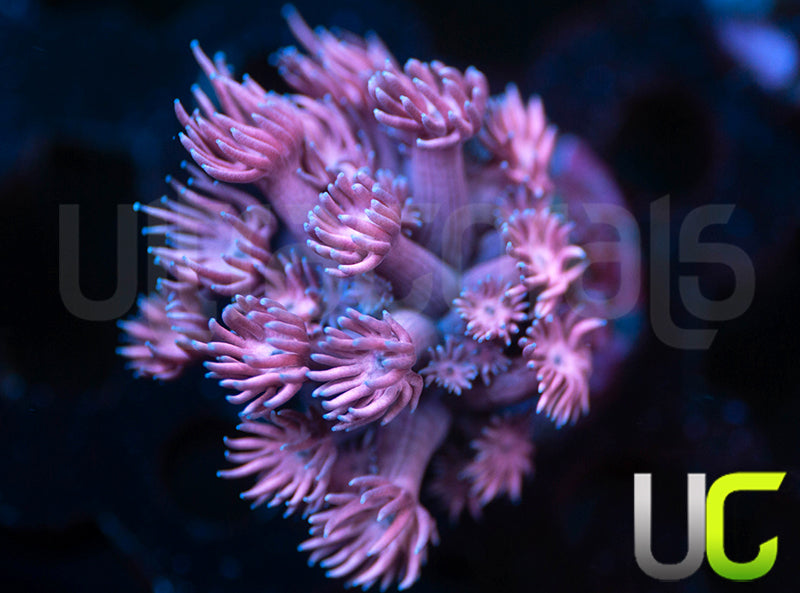UC Purple Panda Goni