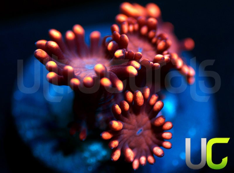 UC Scarlet Pimpernel Goni