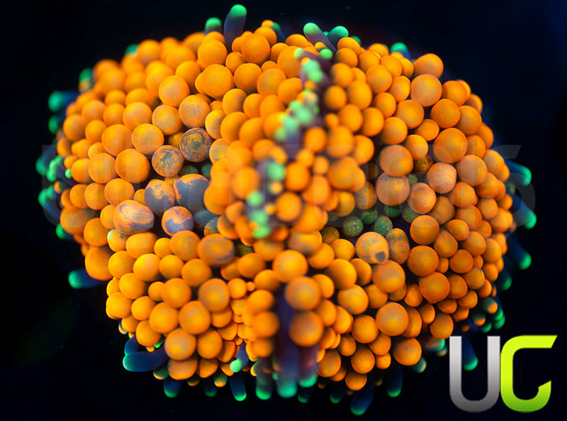UC Orange Bubble Bouncing Florida Ricordea