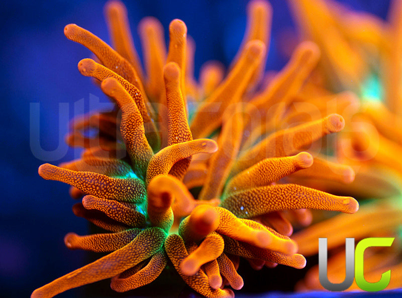 UF Funburst Anemone