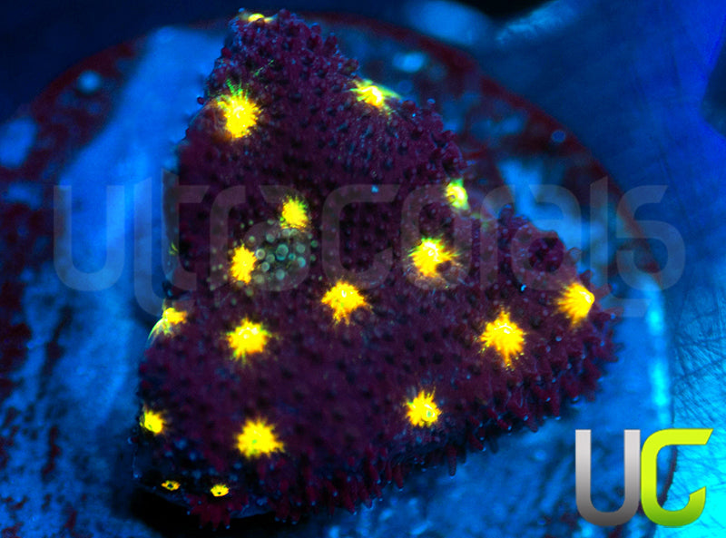 JF Outer Space Psammocora