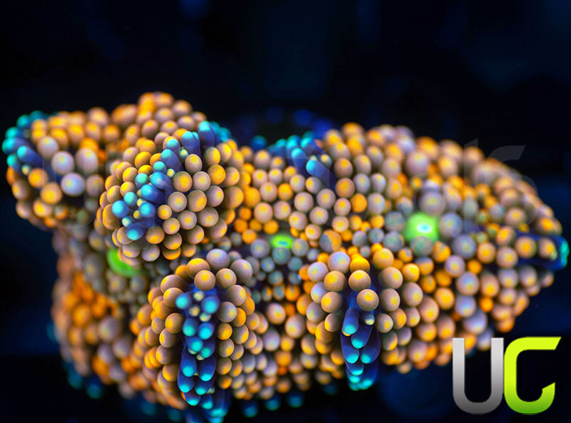 UC Multicolored Pink Orange Floridea Ricordea