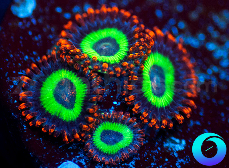 Emeralds on Fire