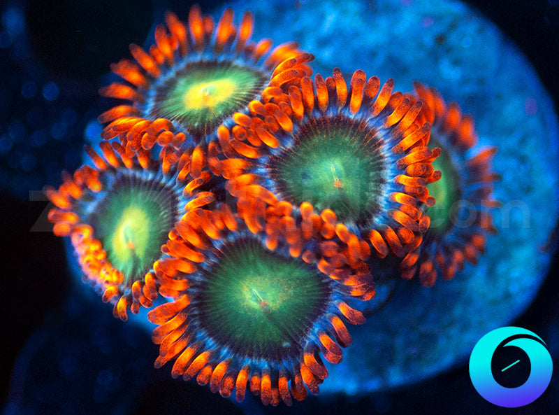 Humdinger