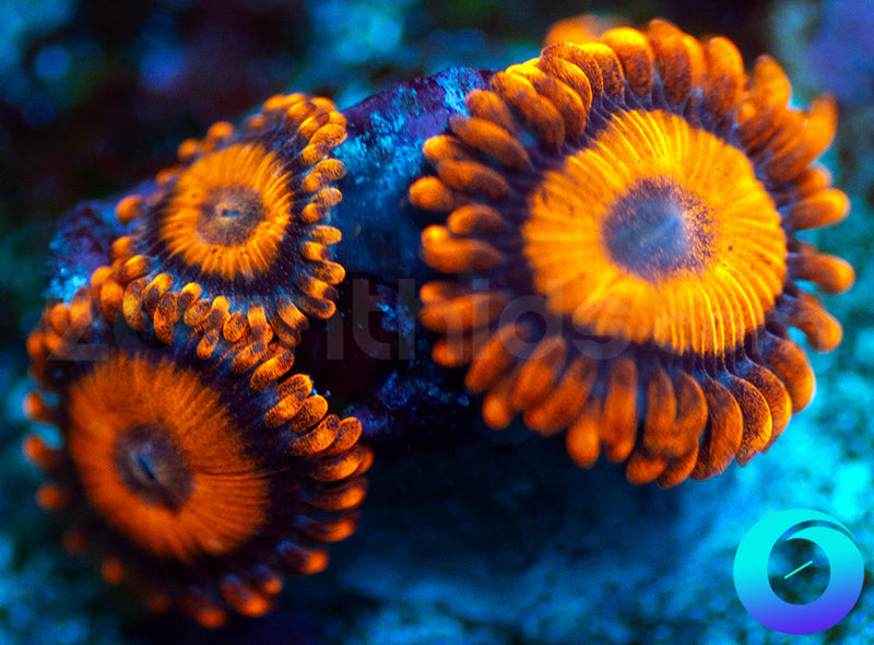 Oxides