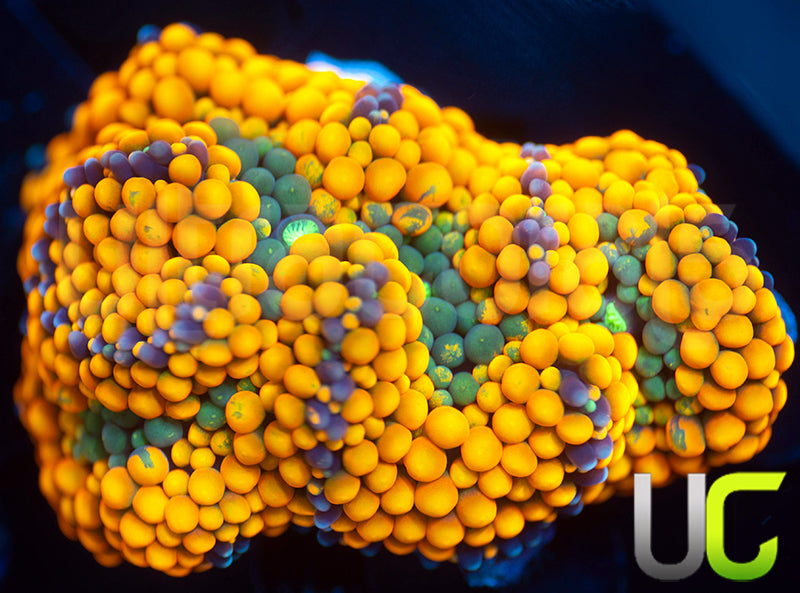 UC Metallic Orange Bubble Florida Ricordea