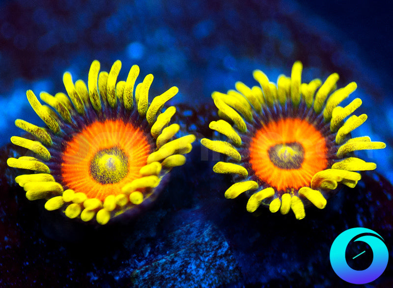 Super Sunflowers