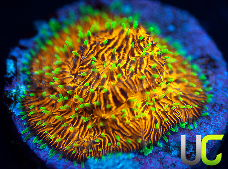 UC Fuzzy Navel Litho
