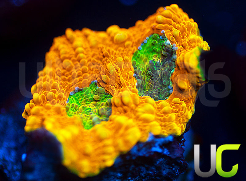 OG Pumpkin Patch Acan Echinata