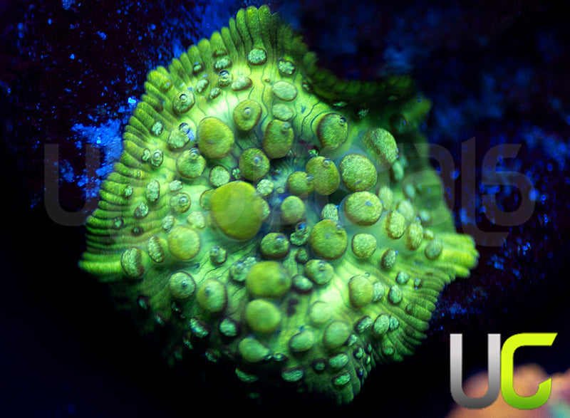 UC Toxic Bubble Bounce Discosoma Mushroom
