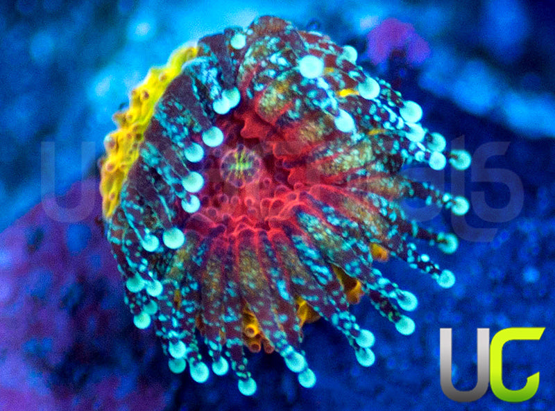 UC Sunfire Micro Amakusensis SM