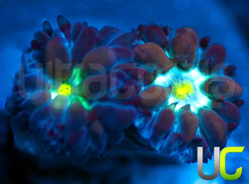 UC Blue Sphinx Blastos