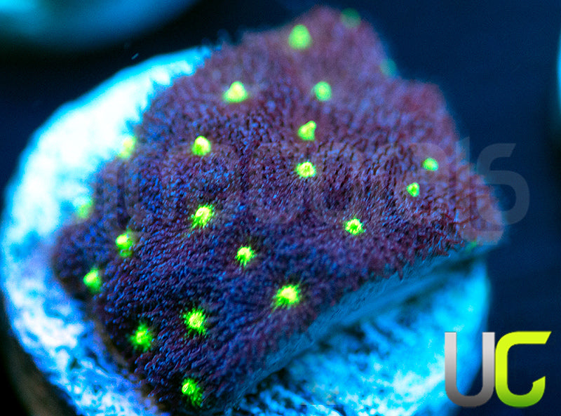 UC Purple Sheen Psammocora