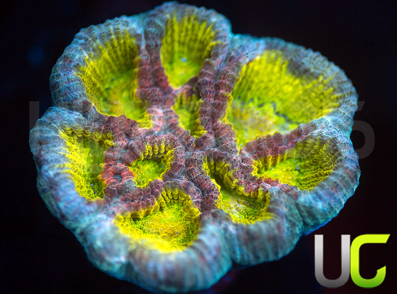 UC Psychedelic Goniastrea MH