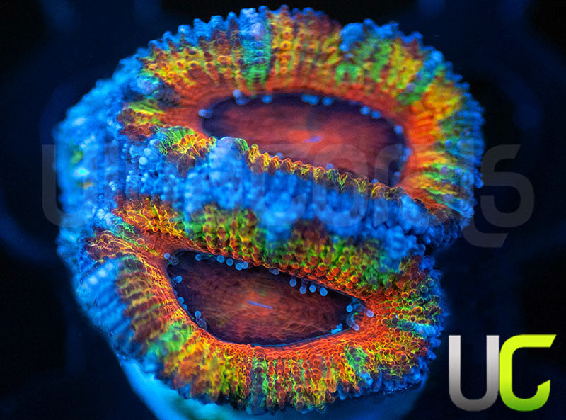 UC Flower Power Micro Lord