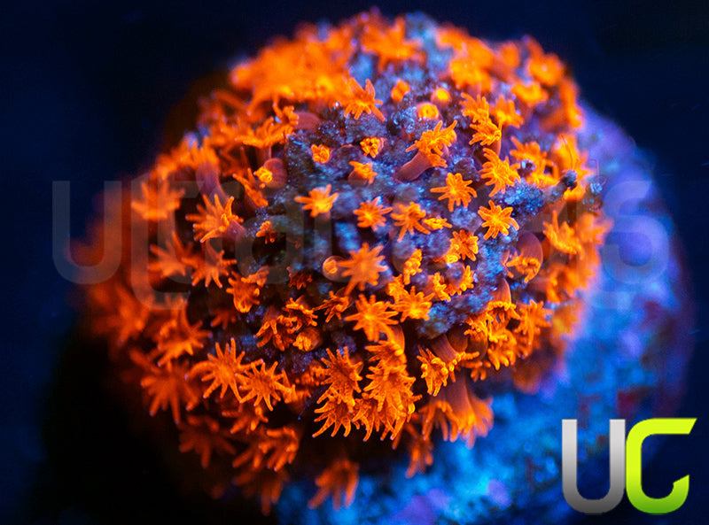 UC Purple Flame Stylo