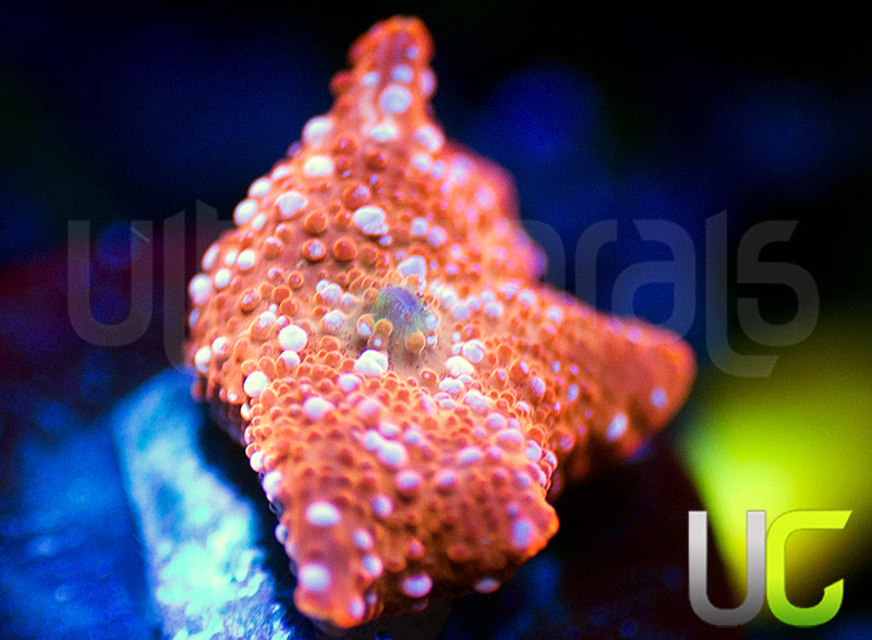 UC Spotted Salmon Mushroom