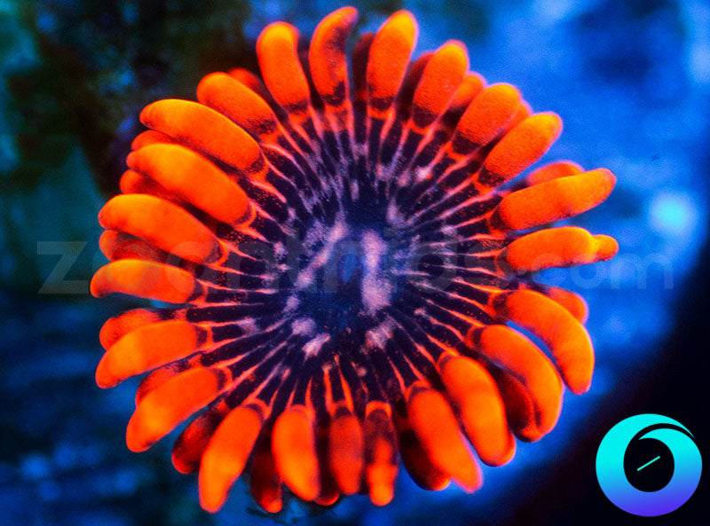 Flaming Halo