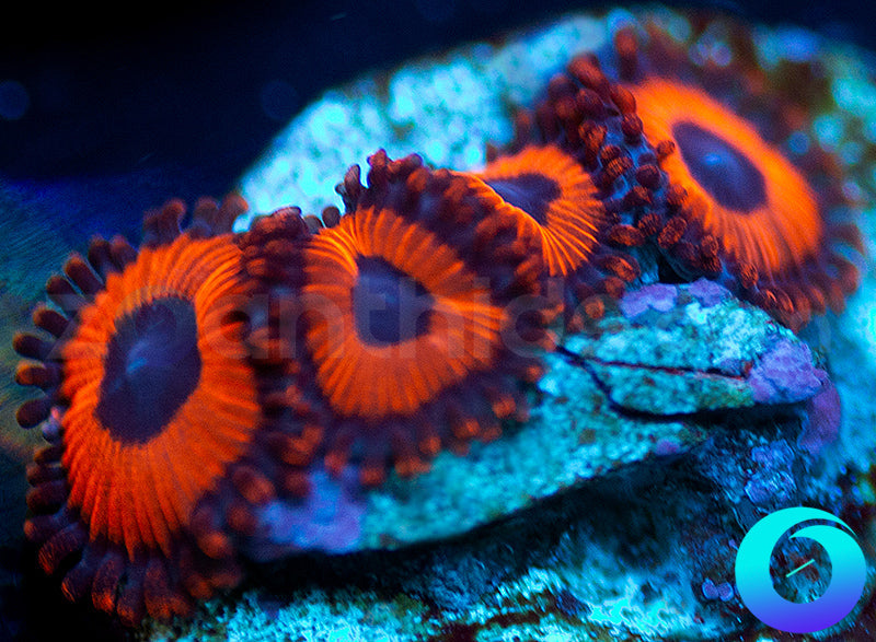 Kedds Reds