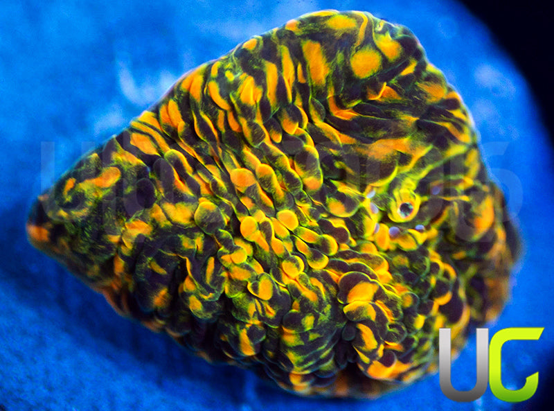 WWC Stellaria Chalice