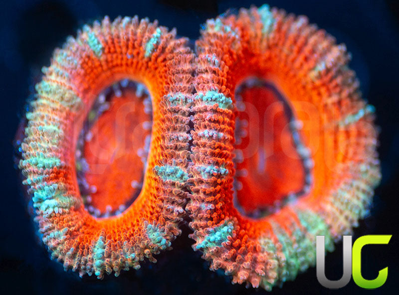 UC Party Time Micro Lord