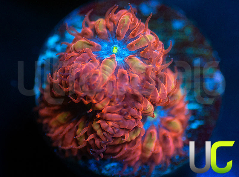 UC Blue Raven Blastos