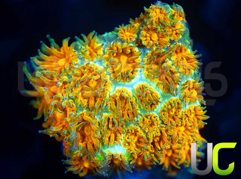 UC Excalibur Leptastrea