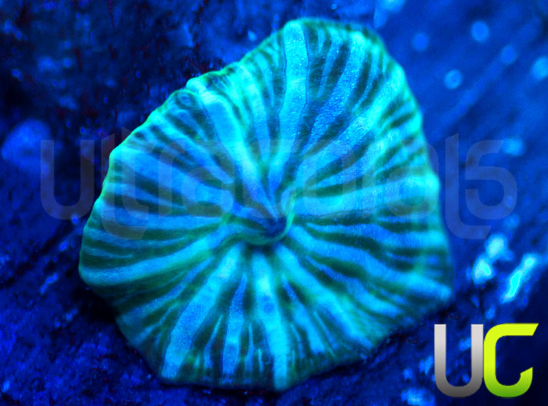UC Blue Avatar Mushroom