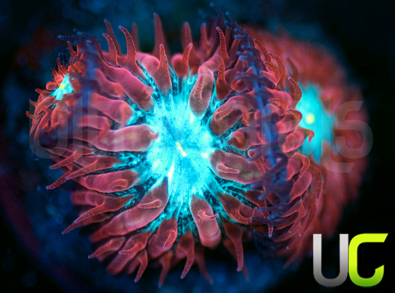 UC Azure Sky Blastos