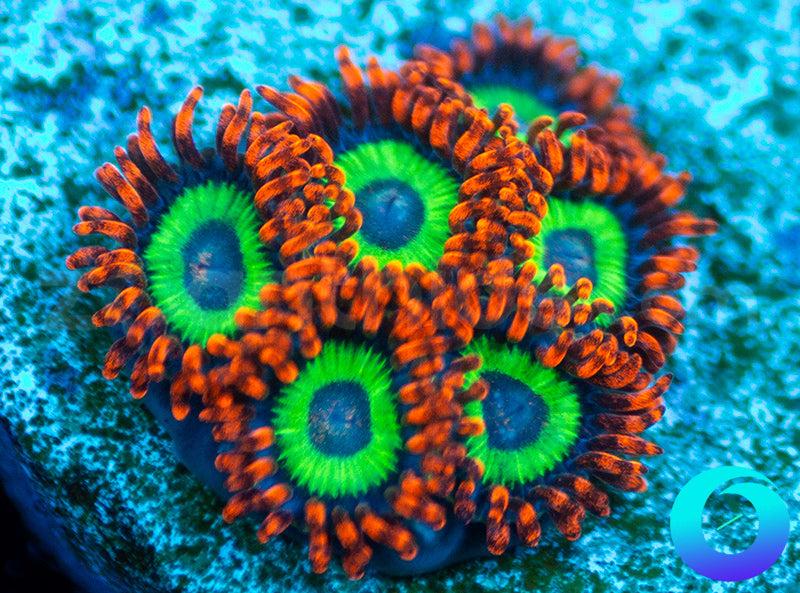 Emeralds on Fire