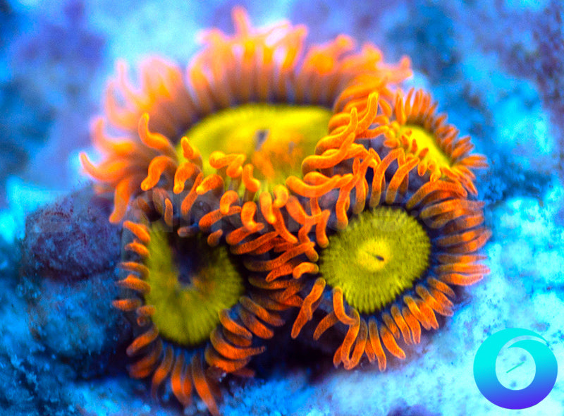 Mandarin Orange