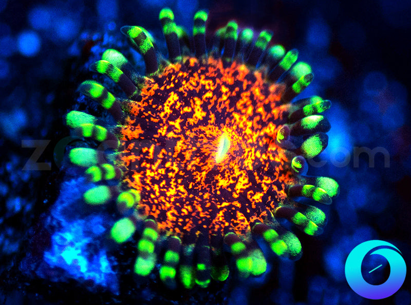 zoanthids.com