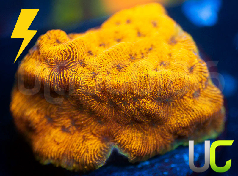 UC Golden Dragon Lepto