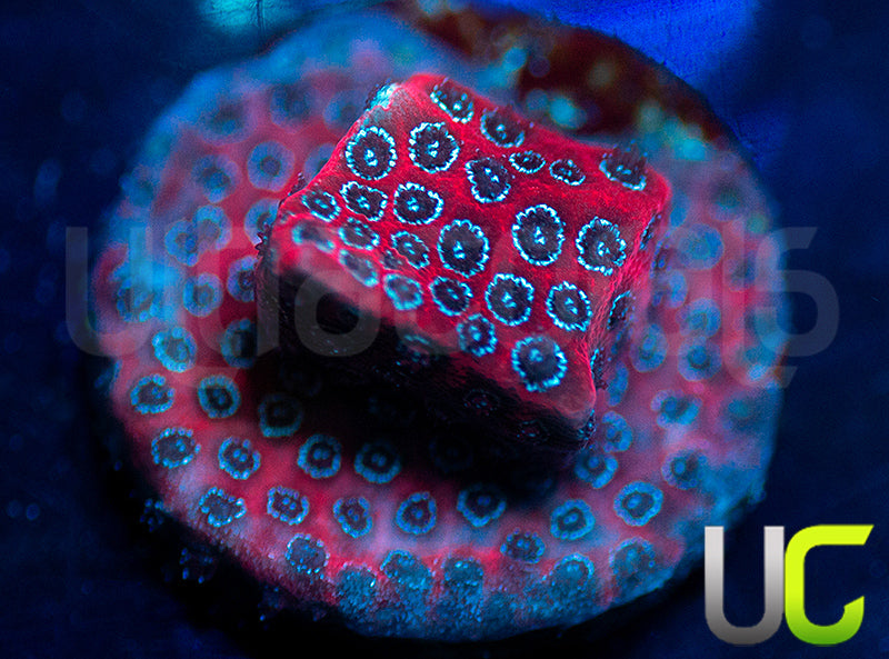 Darth Maul Porites