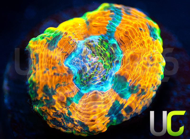 BigR Gumdrop Acan Echinata