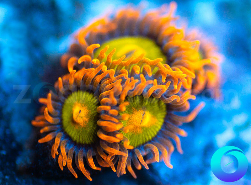 Mandarin Oranges