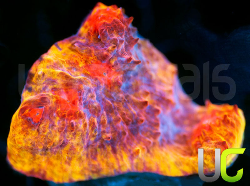 BPC Flamethrower Chalice