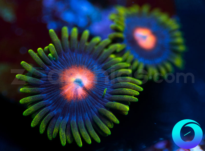 Glowpops