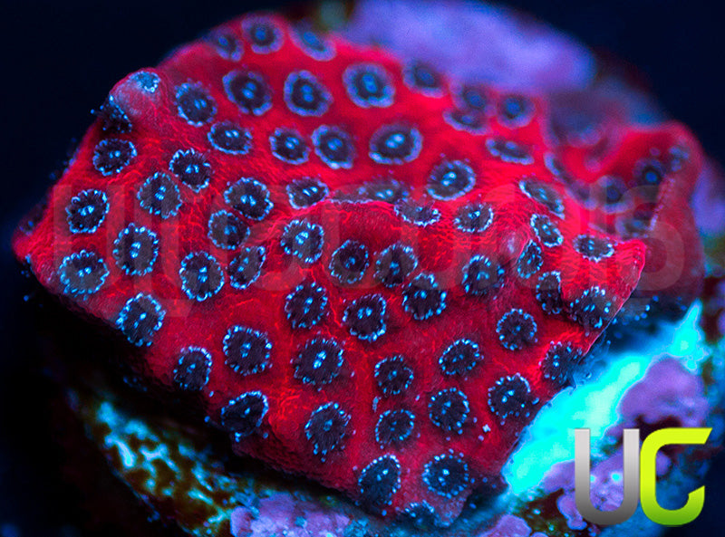 Darth Maul Porites
