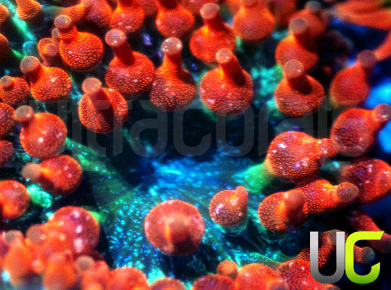 UC Funburst Anemone