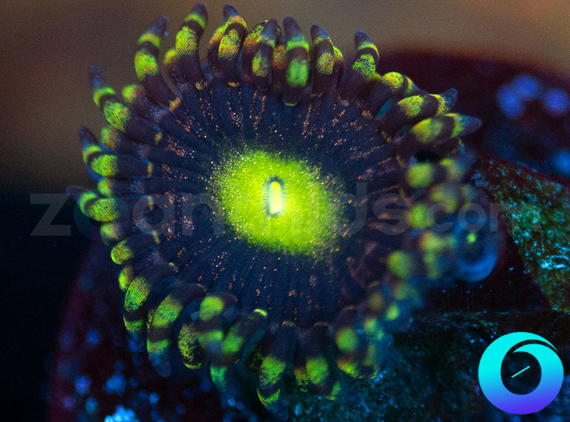 Photon