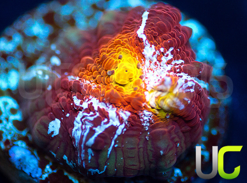 UC Hoar Frost Chalice