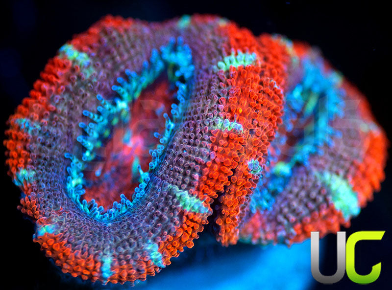 UC Onslaught Micro Lord