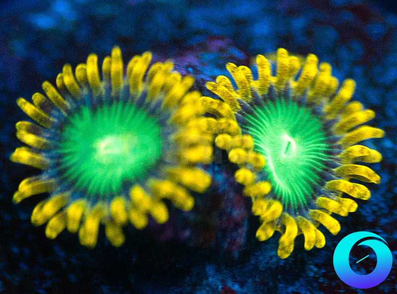 Nuclear Dragon Eyes