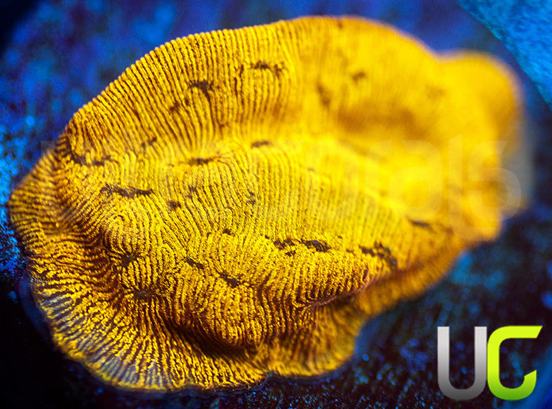 UC Golden Dragon Lepto