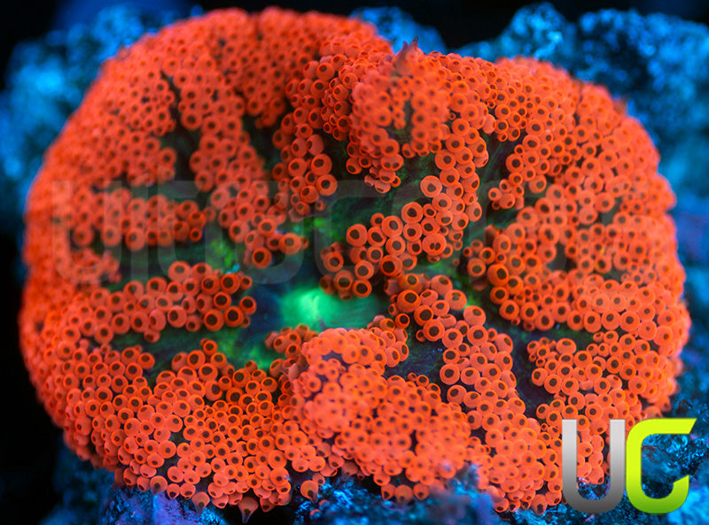 Bali Red MINI Carpet Anemone
