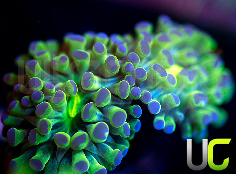 Frogspawn